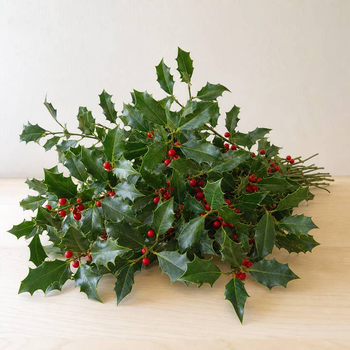 Fresh Green Holly Foliage product photograph