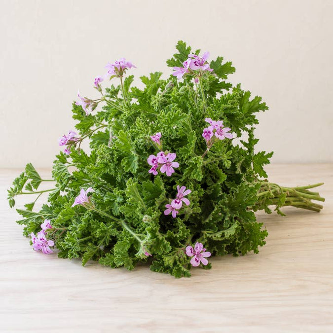 Fresh Flowering Scented Geranium Foliage product photograph