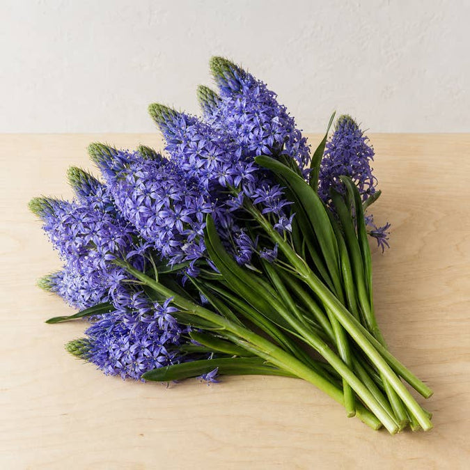 Fresh Portuguese Squill product photograph