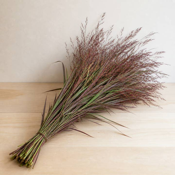 Fresh Ruby Silk Ornamental Grass product photograph