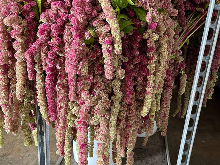 Fresh Amaranthus product photograph