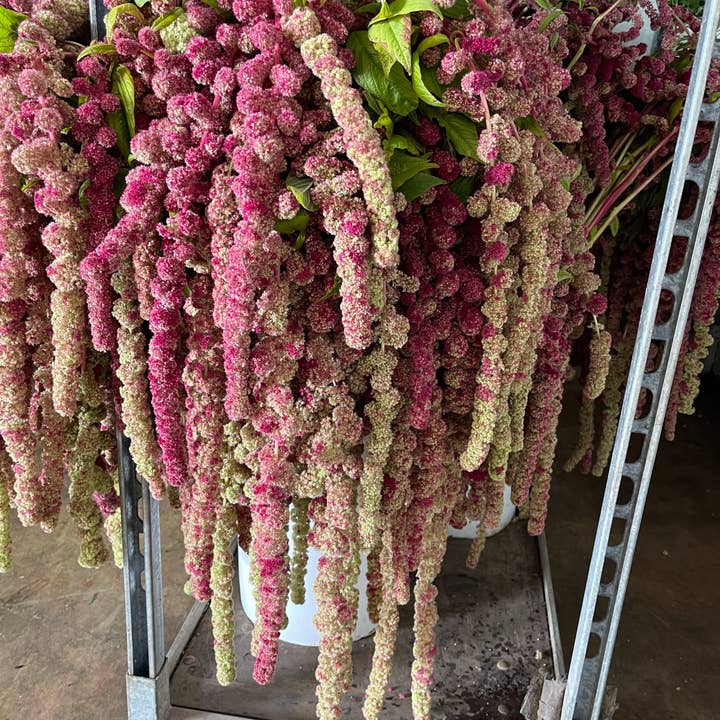 Fresh Amaranthus product photograph