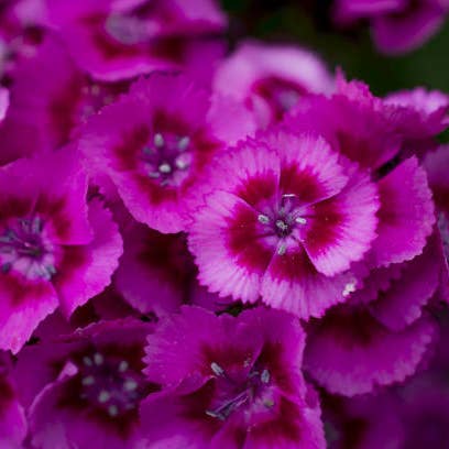 Fresh Gypsy Dianthus product photograph