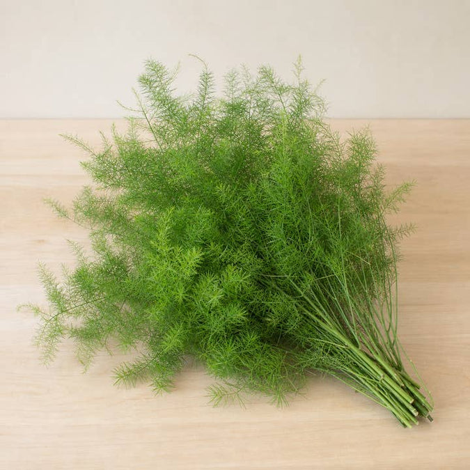 Fresh Sprengeri Fern product photograph