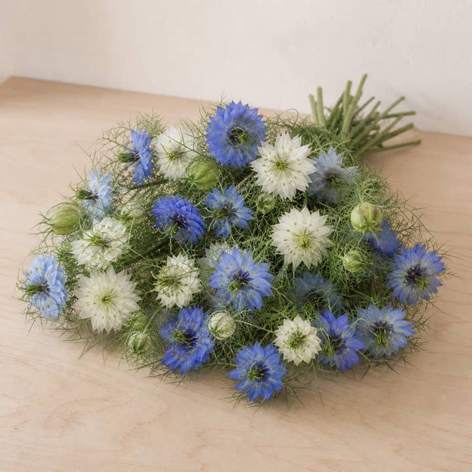 Fresh White & Blue Love-in-a-Mist product photograph