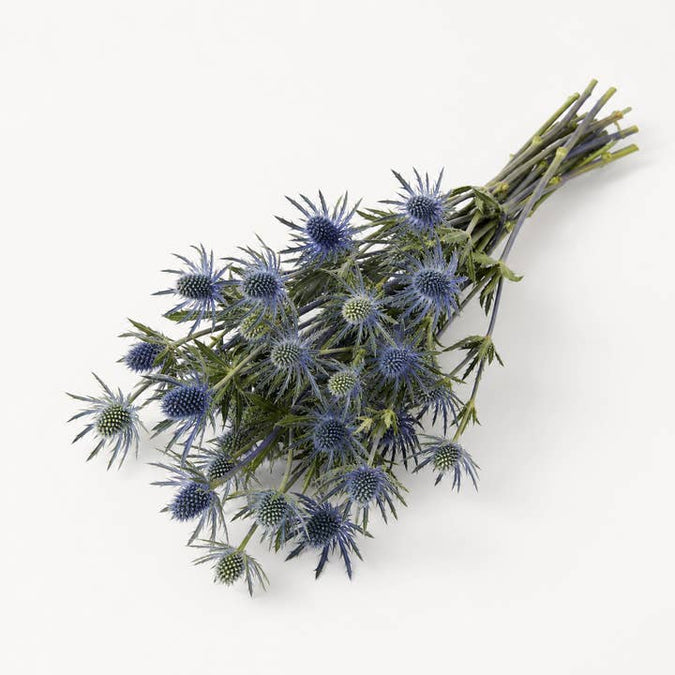 Fresh Blue Sea Holly product photograph