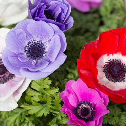 Fresh Anemones product photograph
