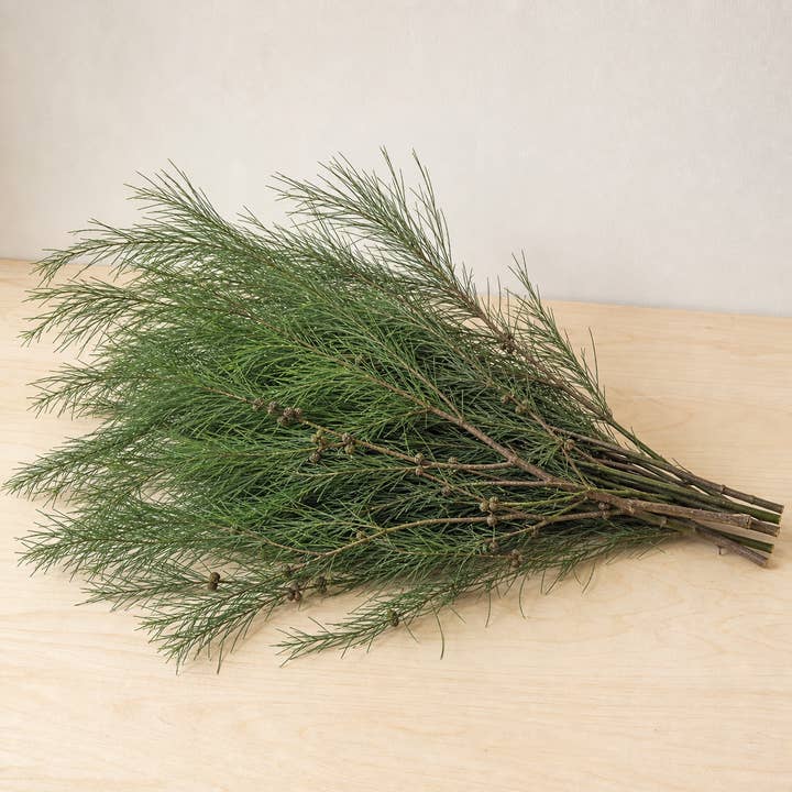 Fresh Australian Pine Greenery product photograph