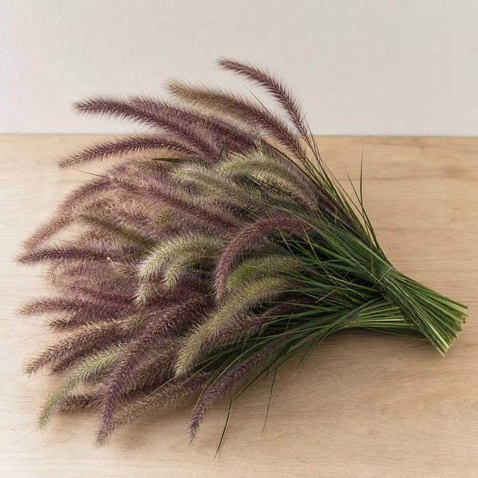 Fresh Fountain Grass product photograph