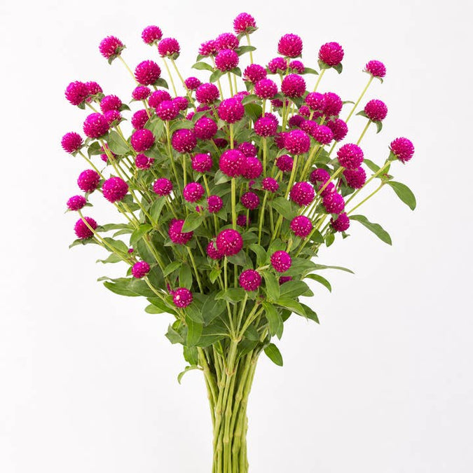 Fresh Globe Amaranth product photograph