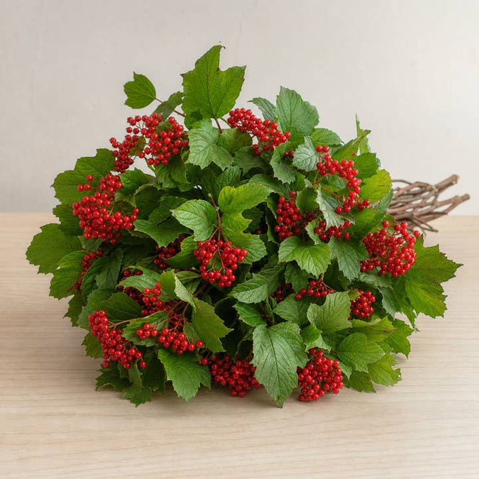 Fresh Viburnum Berry Branches product photograph
