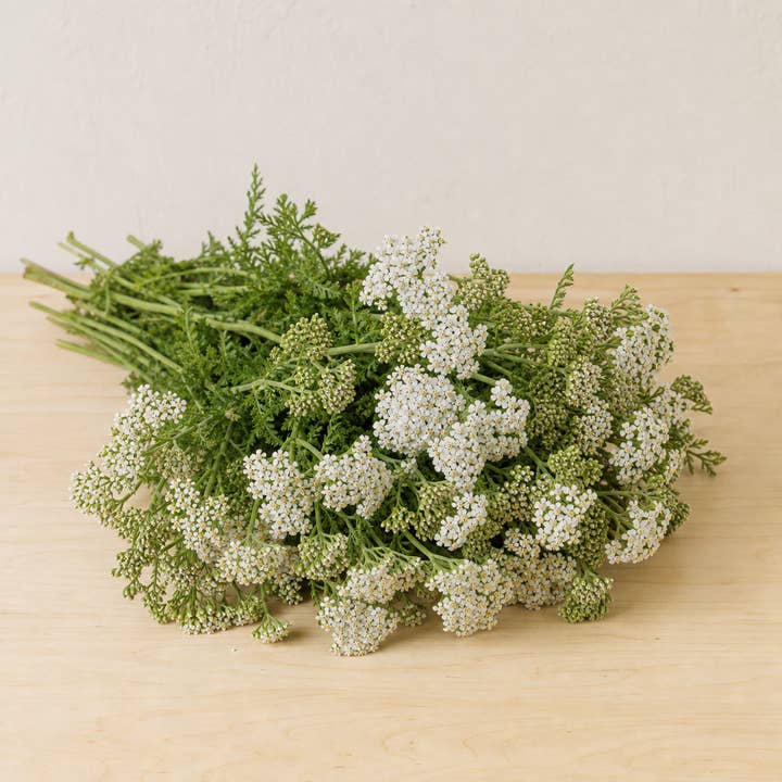 Fresh Cottage Yarrow product photograph