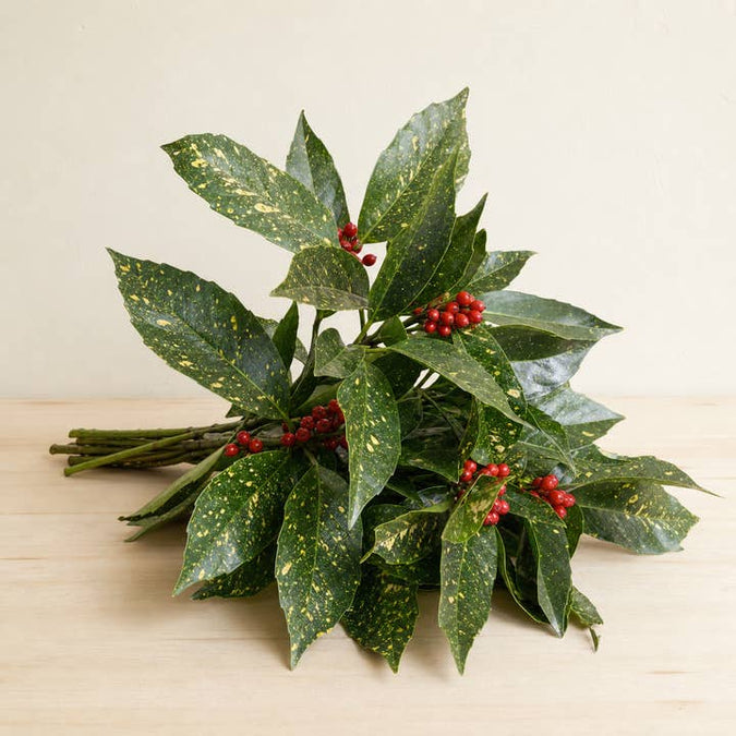 Fresh Spotted Laurel Foliage product photograph