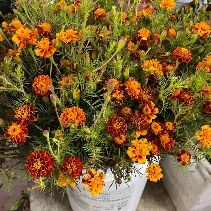 Fresh French Marigolds product photograph