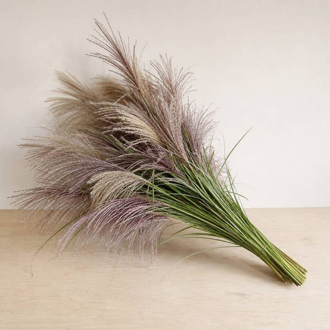 Fresh Encore Ornamental Grass product photograph