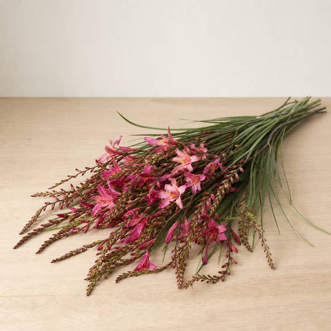 Fresh Bugle Lilies product photograph