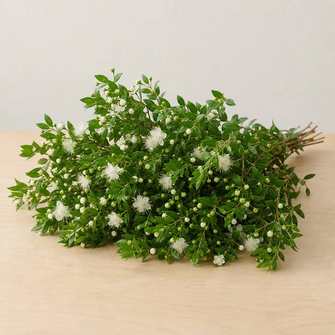 Fresh Mini Myrtle Greenery product photograph