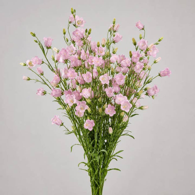 Fresh Pink Bellflowers product photograph