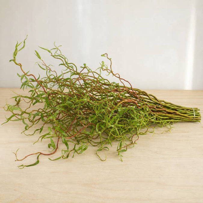 Fresh Green & Red Corkscrew Willow Tips product photograph