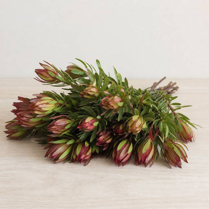 Fresh Jubilee Crown Conebush product photograph