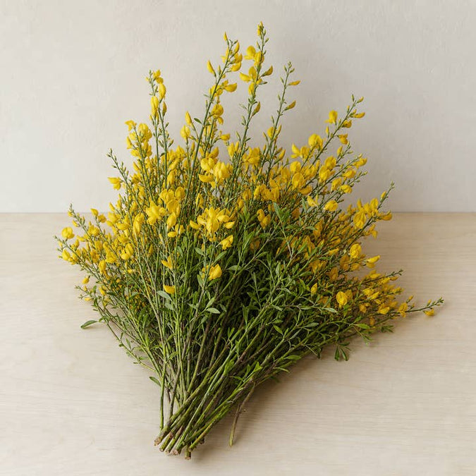 Fresh Wild Yellow Genista Broom Flowers product photograph