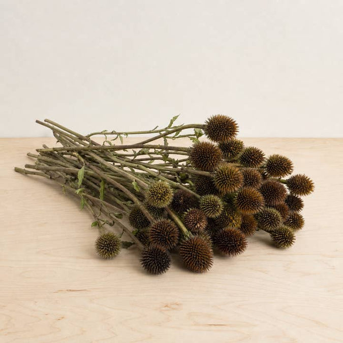Fresh Echinacea Seed Pods product photograph