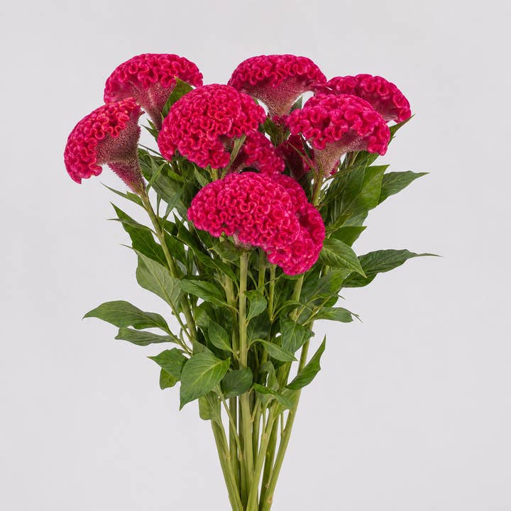 Fresh Hot Pink Cockscomb product photograph