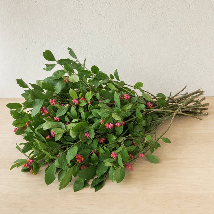 Fresh Spindle Tree Foliage product photograph