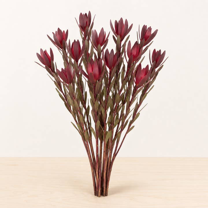 Fresh Safari Sunset Conebush product photograph