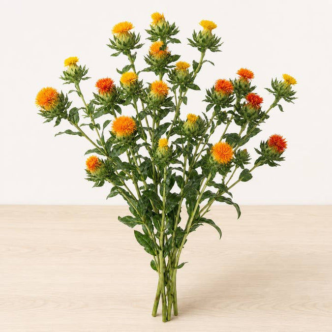 Fresh Safflower product photograph