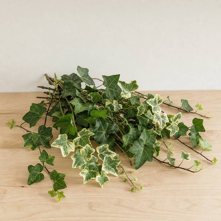 Fresh Green and Variegated Ivy product photograph