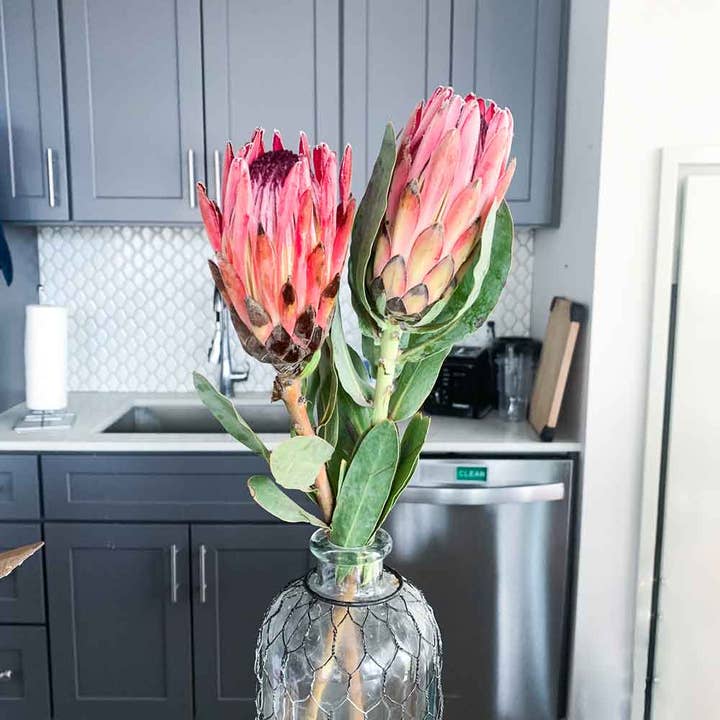 Fresh Pink Protea Flowers product photograph
