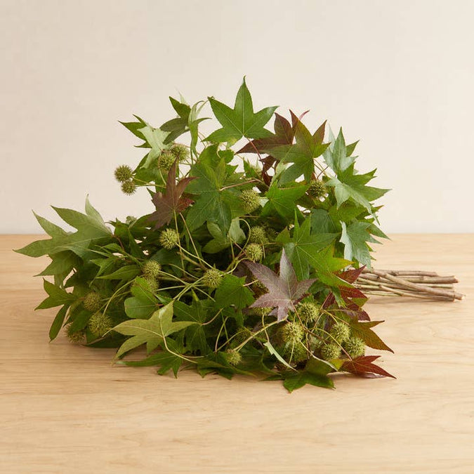 Fresh Sweetgum Foliage product photograph