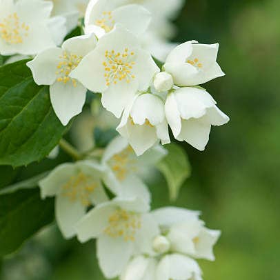 Fresh Jasmine Vine product photograph