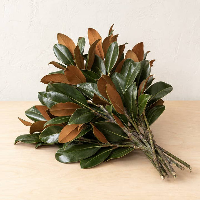 Fresh Magnolia Branches product photograph