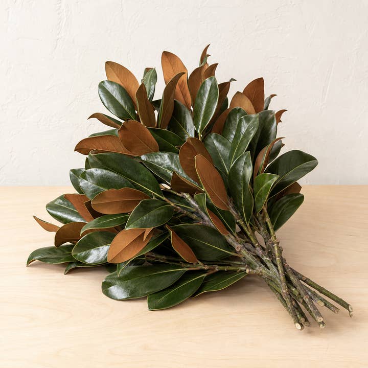 Fresh Magnolia Branches product photograph