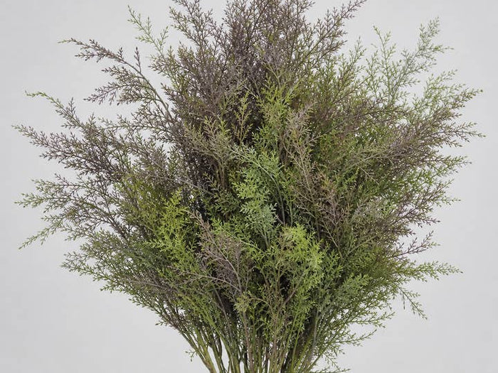 Fresh Acacia Feather greenery with feathery green and muted purple foliage