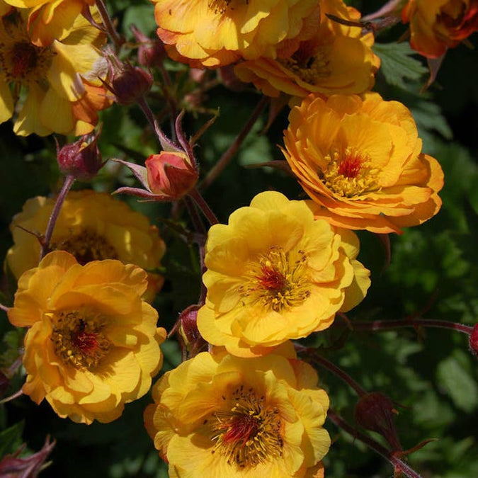 Fresh Mango Geum product photograph