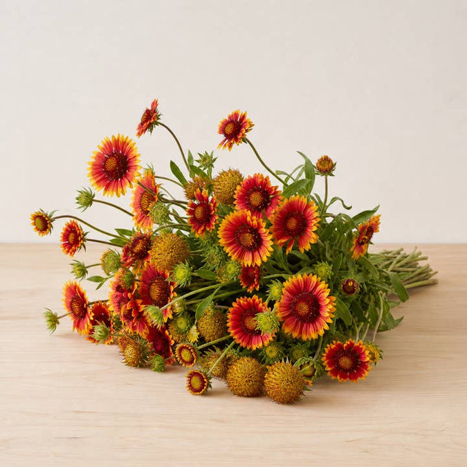 Fresh Blanket Flowers product photograph