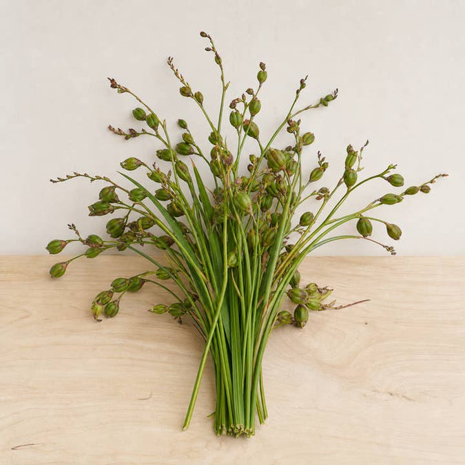 Fresh Montbretia Seed Pods product photograph