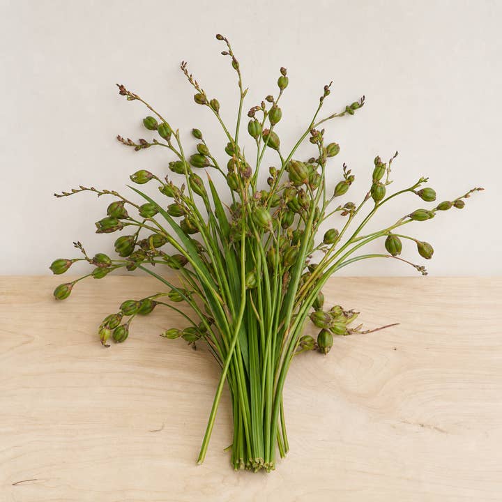 Fresh Montbretia Seed Pods product photograph