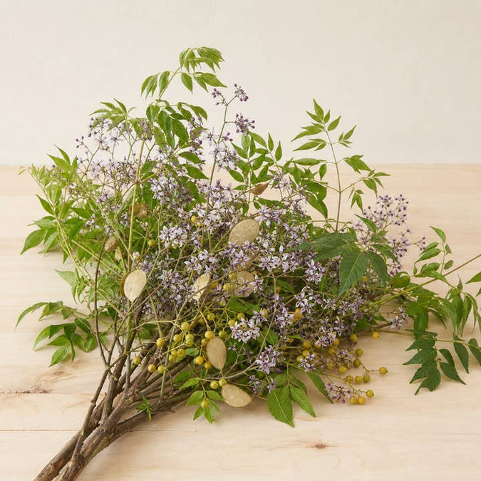 Fresh Chinaberry Branches product photograph
