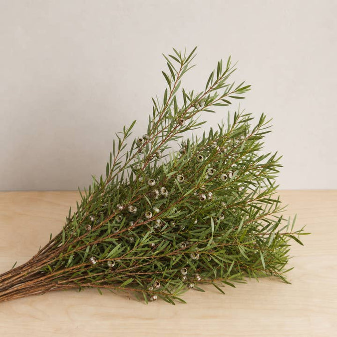 Fresh Tea Tree Foliage product photograph