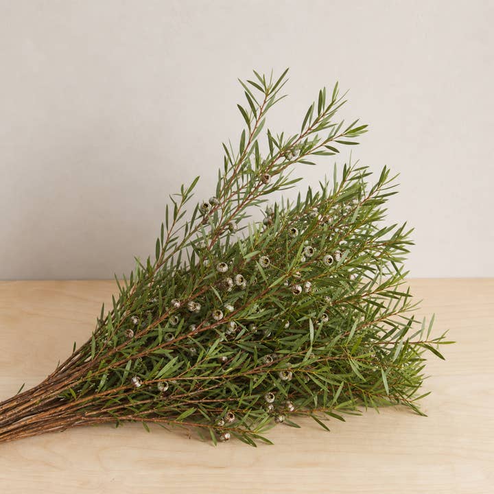 Fresh Tea Tree Foliage product photograph