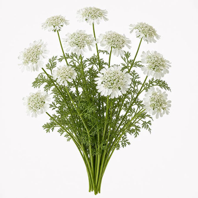 Fresh White Laceflower product photograph