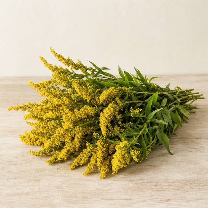 Fresh Goldenrod Flowers product photograph
