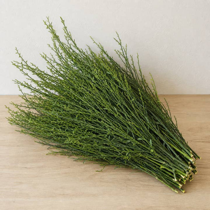 Fresh Genista Broom Foliage product photograph