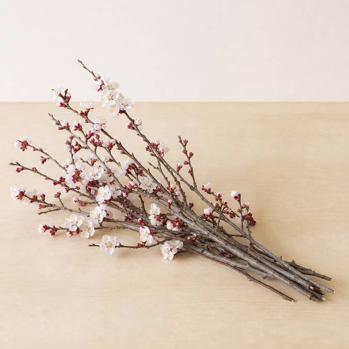 Fresh Flowering Apricot Branches product photograph