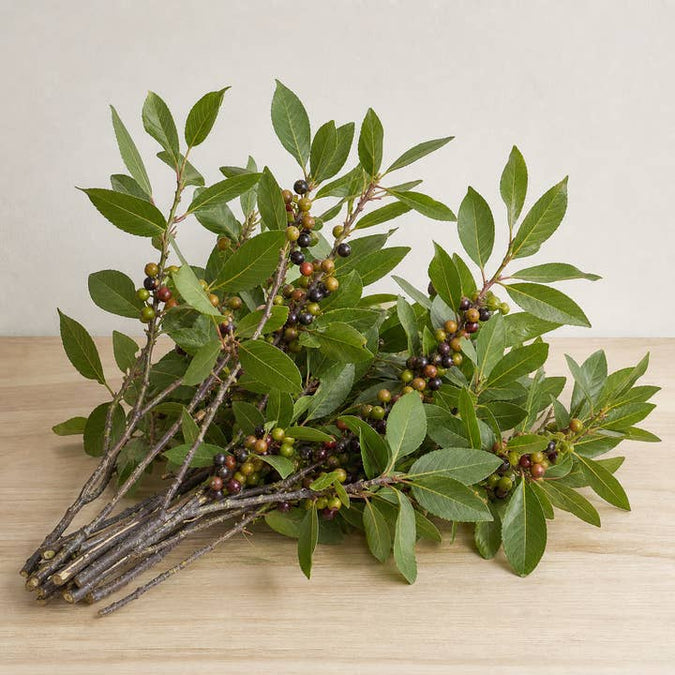 Fresh Coffeeberry Branches product photograph
