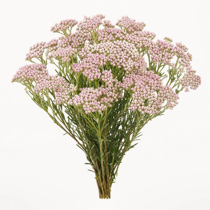 Fresh Pink Rice Flower product photograph